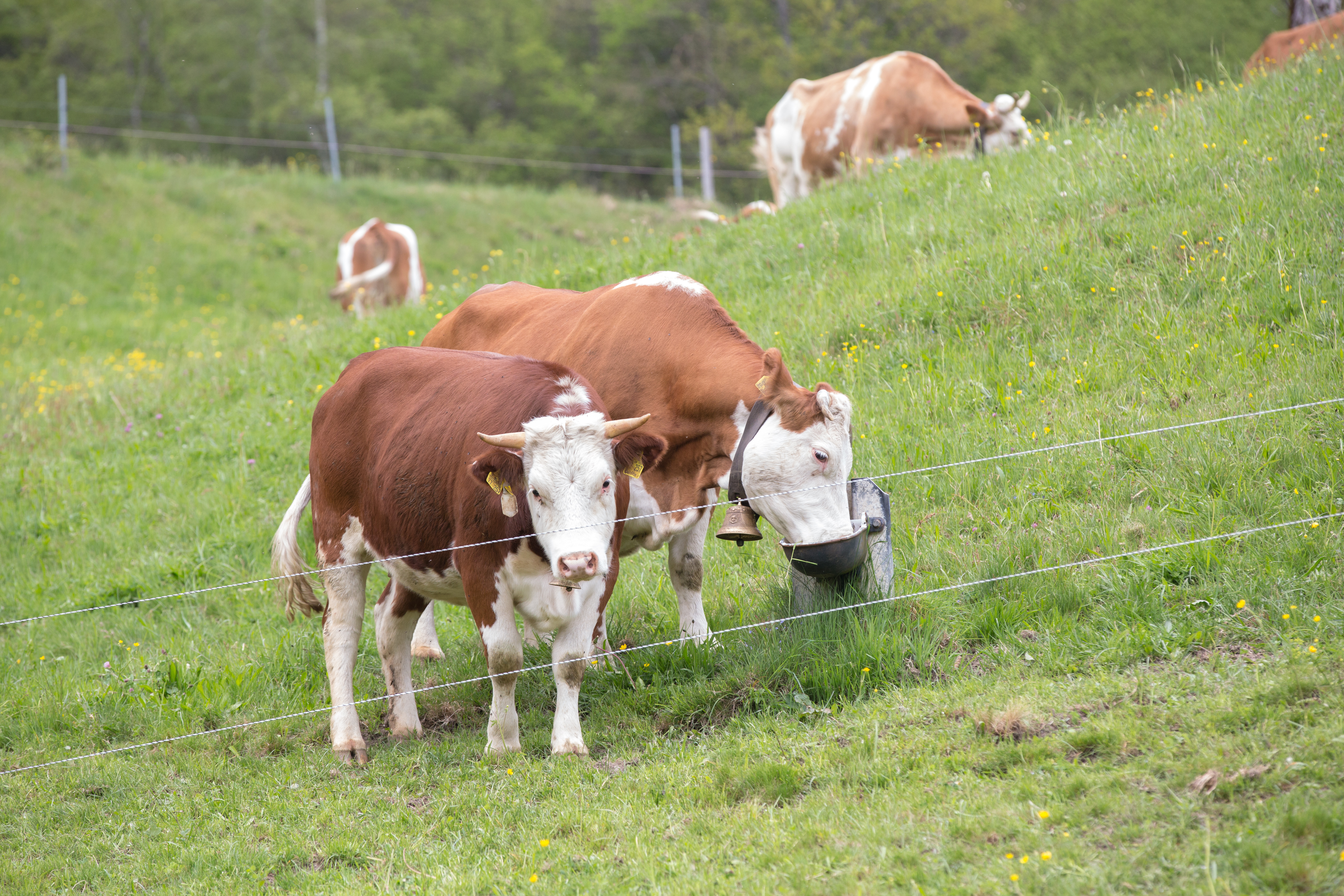 Kühe an einer Tränke auf der Weide